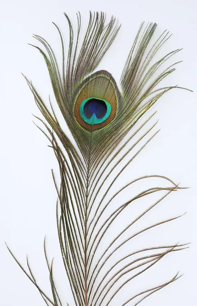 Peacock feather op witte achtergrond — Stockfoto