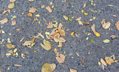 Yol kenarında yapraklarda