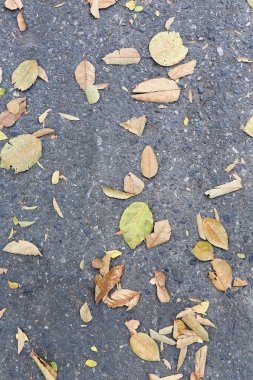 Yol kenarında yapraklarda