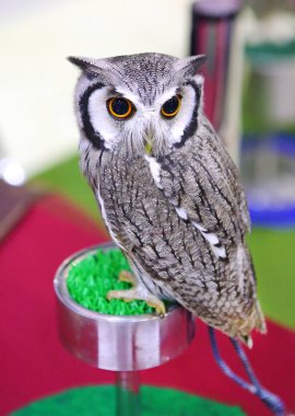 Beyaz yüzlü ishak kuşu