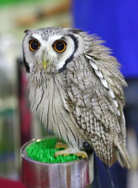 Beyaz yüzlü ishak kuşu