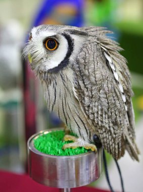 Beyaz yüzlü ishak kuşu