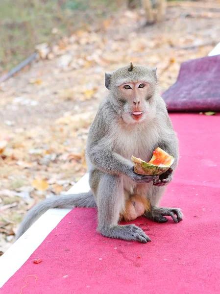 Macaco comendo melancia — Fotografia de Stock