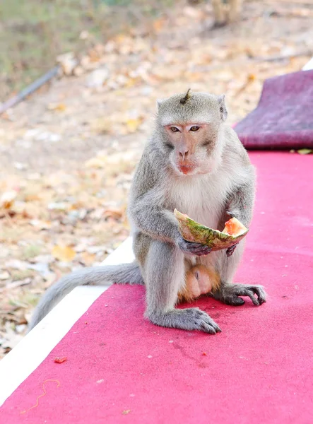 Macaco comendo melancia — Fotografia de Stock