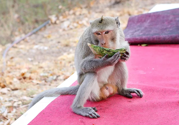 Macaco comendo melancia — Fotografia de Stock