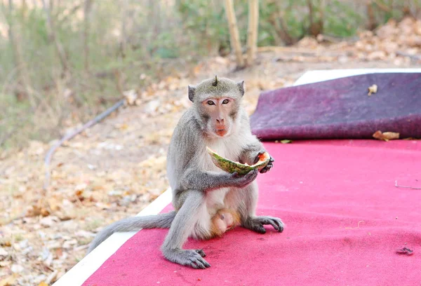 Macaco comendo melancia — Fotografia de Stock