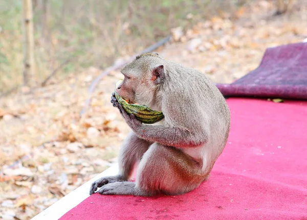 Macaco comendo melancia — Fotografia de Stock