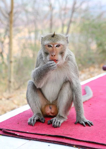Małpy jedzenie arbuza — Zdjęcie stockowe