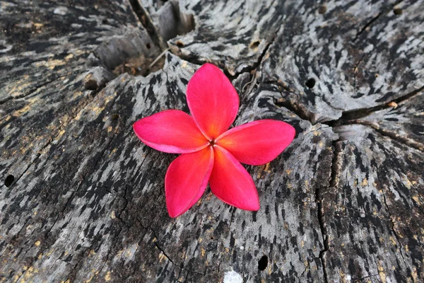 Flor de frangipani rojo sobre madera —  Fotos de Stock