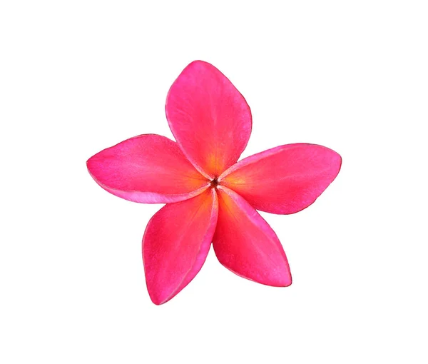 Plumeria rouge fleurs isolées sur fond blanc — Photo