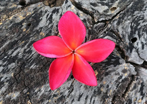 Flor de frangipani vermelho em madeira — Fotografia de Stock