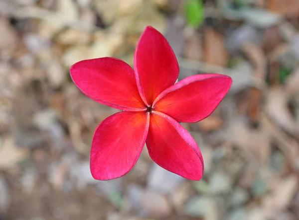 Röd frangipani blomma — Stockfoto