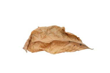 beyaz arkaplanda kuru yapraklar izole