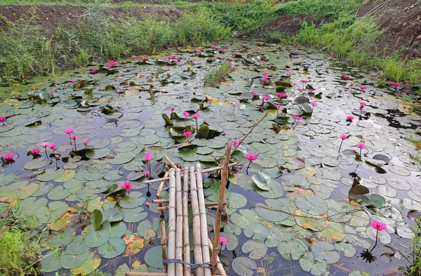 蓮の池と小さな竹木製橋 — ストック写真