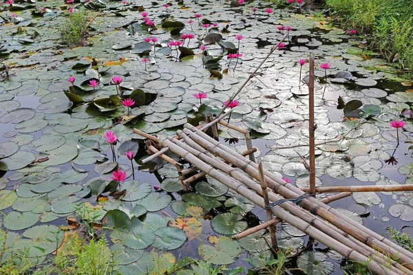 蓮の池と小さな竹木製橋 — ストック写真