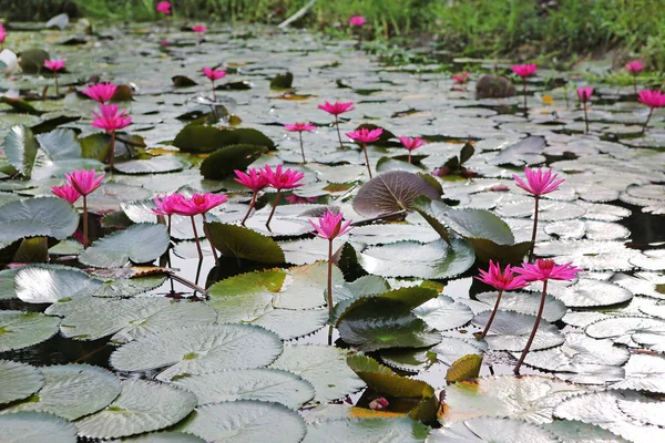 Linda flor de lótus ou lírio rosa na lagoa, Tailândia . — Fotografia de Stock