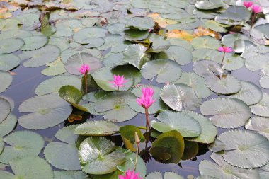 Güzel pembe Nilüfer veya lotus çiçek havuzda, Tayland.