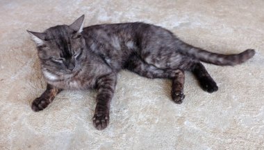 Tembel yetişkin siyah kedi beton açık zemin üzerinde yatıyordu