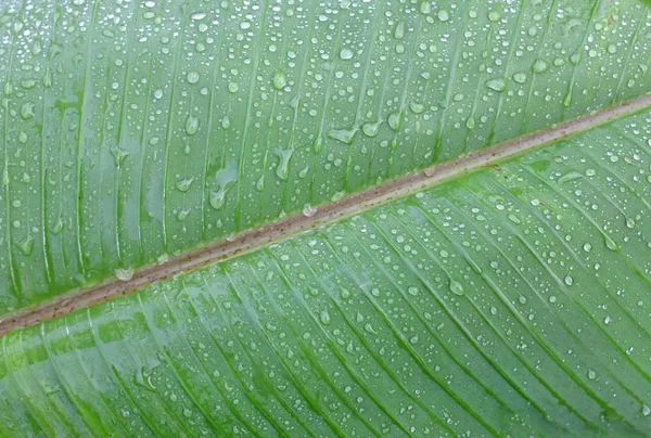 Folha de banana com gotas de água — Fotografia de Stock