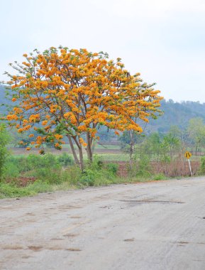 Alev ağacı veya tavus kuşu çiçek ülkede yol ile