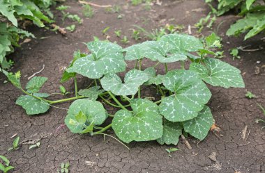 Genç kabak ağaçlar, doğal Açık Hava Bahçe