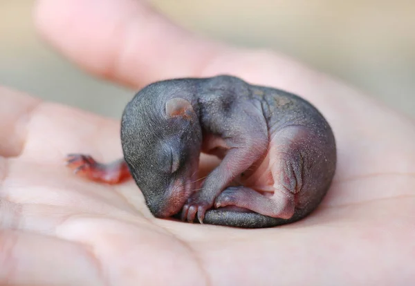 Esquilos de bebê na mão das pessoas — Fotografia de Stock