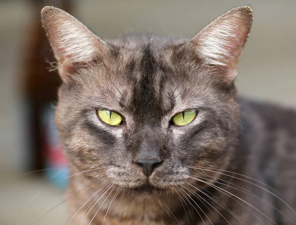 Close up cinza gato olha para a câmera — Fotografia de Stock