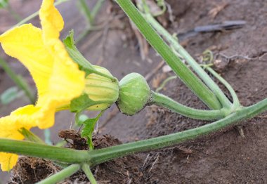 Bebek kabak kabak çiçeği ile