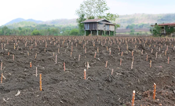 Kleines Cassava-oder Tapioka-Feld, Cassava-Ackerland, Landwirtschaft in Thailand — Stockfoto