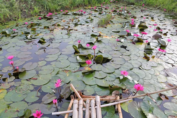 Lotus pond and old small bamboo wood bridge