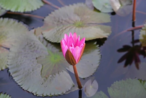 Hermoso loto en estanque —  Fotos de Stock