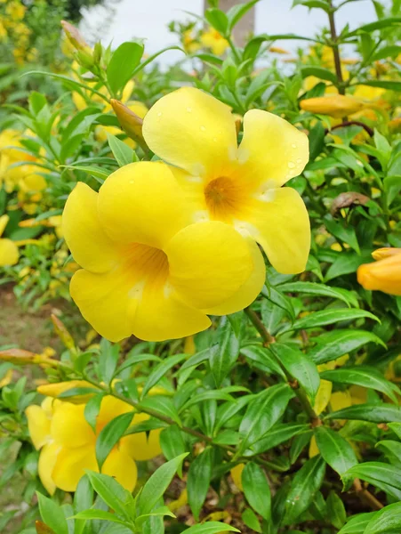 Allamanda Flores en jardín — Foto de Stock