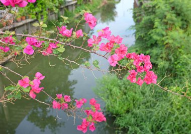 Begonvil kağıt çiçek karşı bulanıklık Kanal