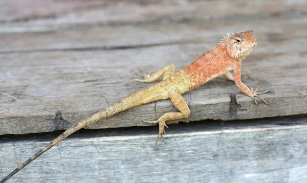 Ein thailändisches Chamäleon auf Holztisch — Stockfoto