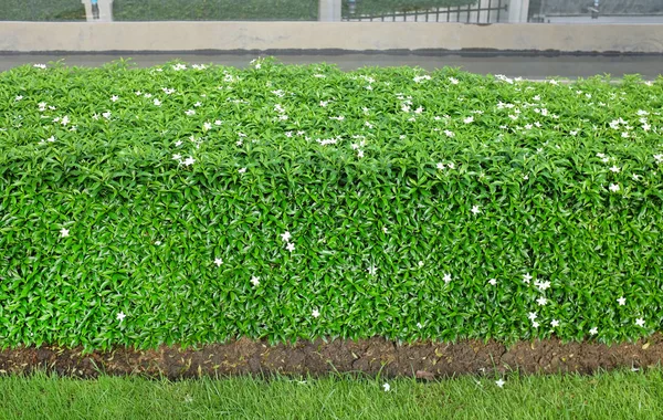 Frisch getrimmtes Gebüsch im Garten, grüne Sträucher auf dem Gehweg — Stockfoto