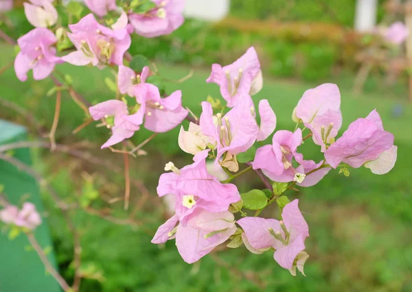 ブーゲンビリアの花に対してぼかし運河 — ストック写真