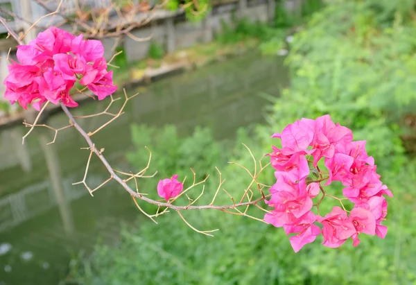 Бугенвиллия бумажный цветок против размытого канала — стоковое фото