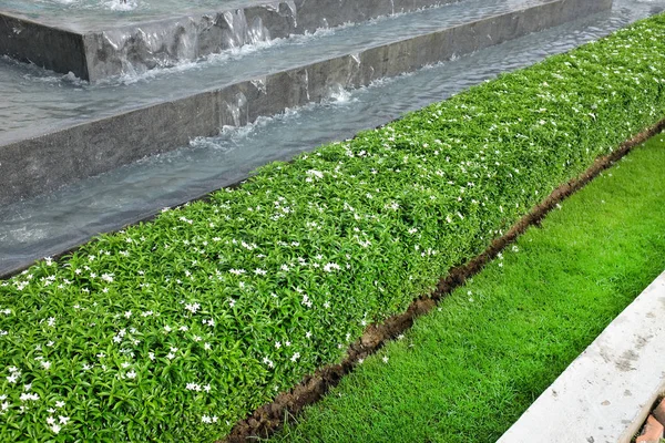 Frisch getrimmtes Gebüsch im Garten, grüne Sträucher auf dem Gehweg — Stockfoto