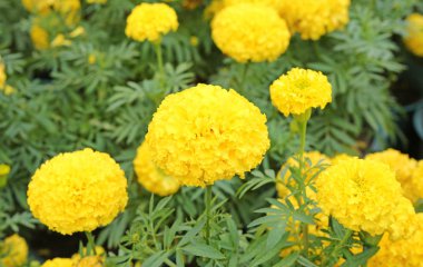 Kadife çiçekleri (Tagetes erecta, Meksika kadife çiçeği, Aztek kadife çiçeği, Afrika kadife çiçeği))