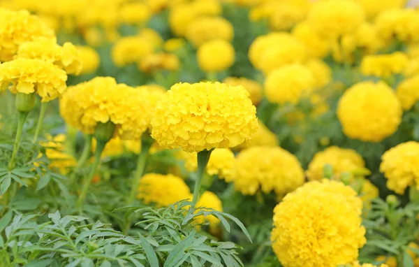 Marigolds (Tagetes erecta, Mexican marigold, Aztec marigold, African marigold) — Stock Photo, Image