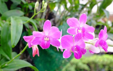 Güzel bir pembe orkide