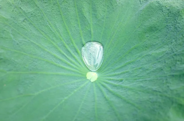 로터스 잎에 물방울 — 스톡 사진