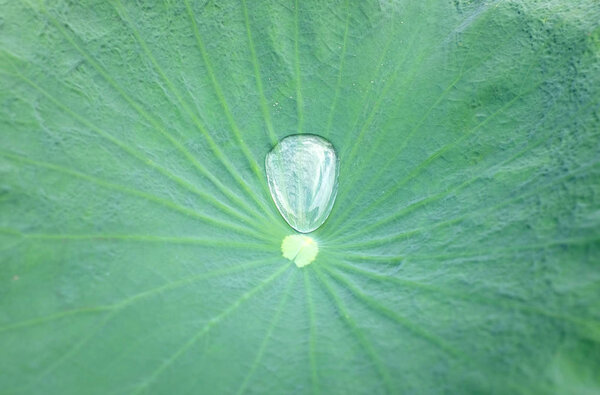 Water drop on the Lotus leaf