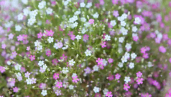 Borrão de flores silvestres para fundo — Fotografia de Stock