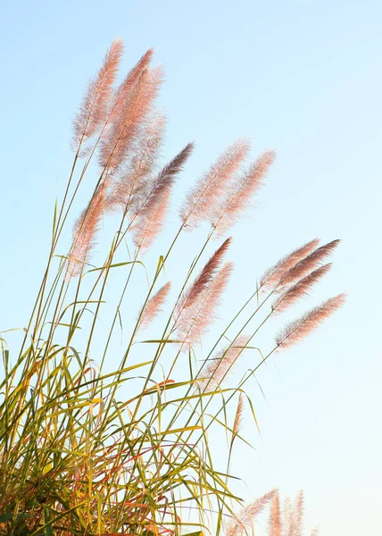 Flowering grass with Blue Sky Backgrounds — Stock Photo, Image