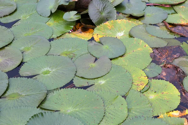 Lotus leaves in pond — Stock Photo, Image
