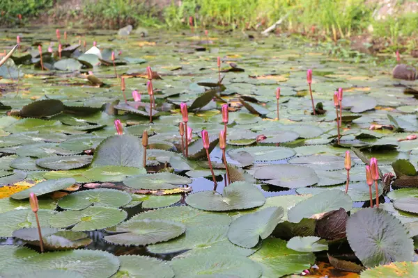 Schöne rosa Seerose oder Lotusblume im Teich, Thailand. — Stockfoto