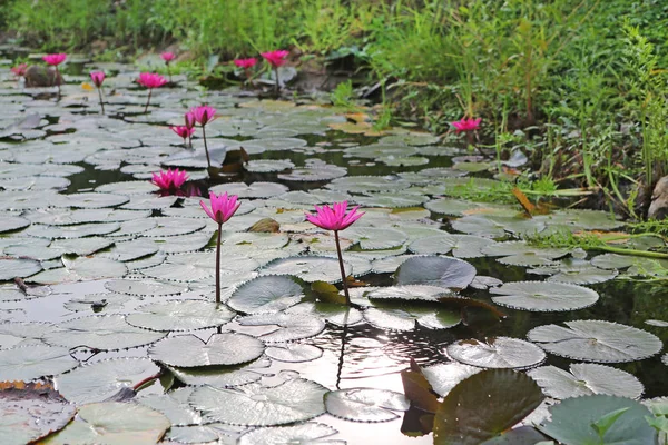 Beautiful Pink waterlily or lotus flower in the pond ,Thailand. — Stock Photo, Image