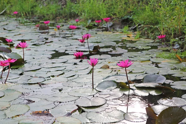 池、タイで美しいピンクのスイレンやハスの花. — ストック写真