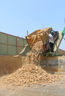 toplu taşıma için merchandiser taze manyok